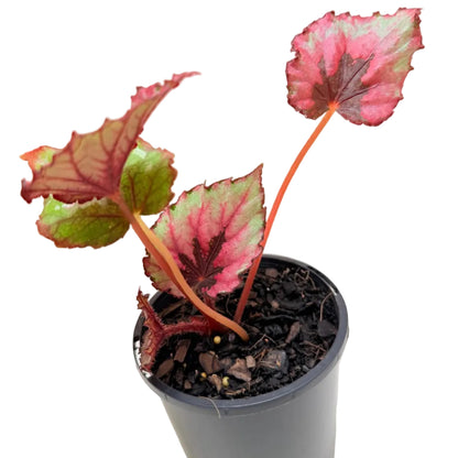 Rex Begonia 'T-Rex Kotobuki' featuring striking textured leaves with metallic green and burgundy colours