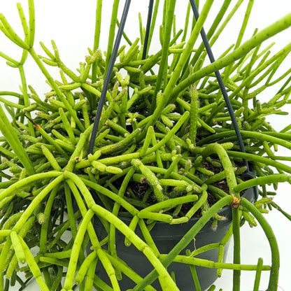 Rhipsalis- 'Grandiflora'