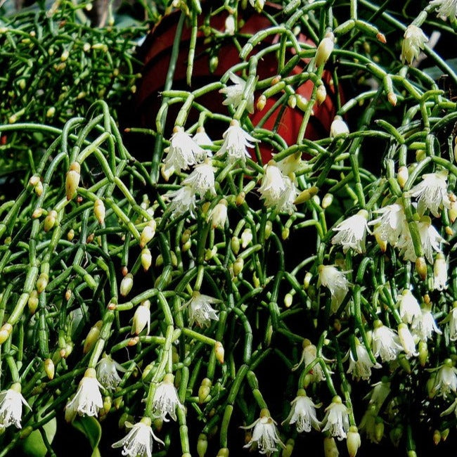 Rhipsalis Cereuscula