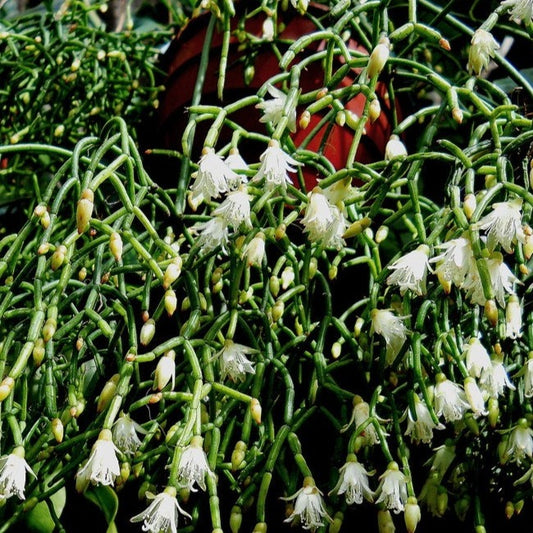 Rhipsalis Cereuscula