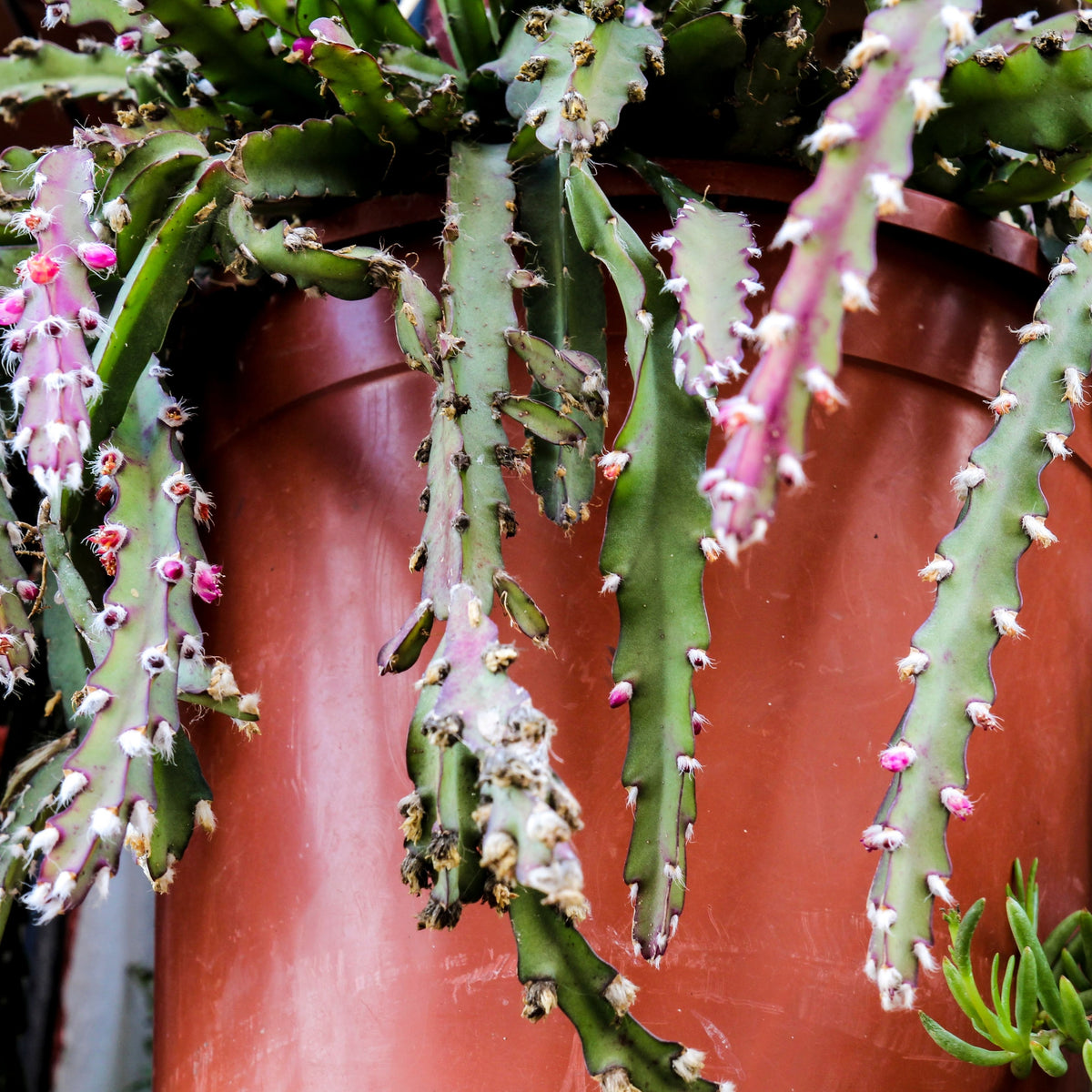 Rhipsalis Lepismium Cruciforme Spiralis – Succulents World