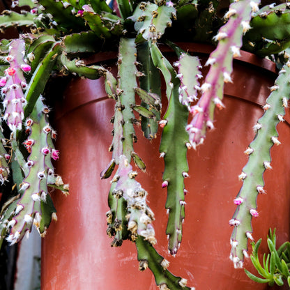 Rhipsalis Lepismium Cruciforme Spiralis