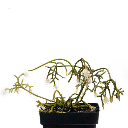 Rhipsalis Cereuscula