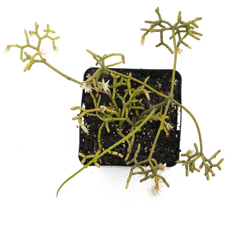 Rhipsalis Cereuscula