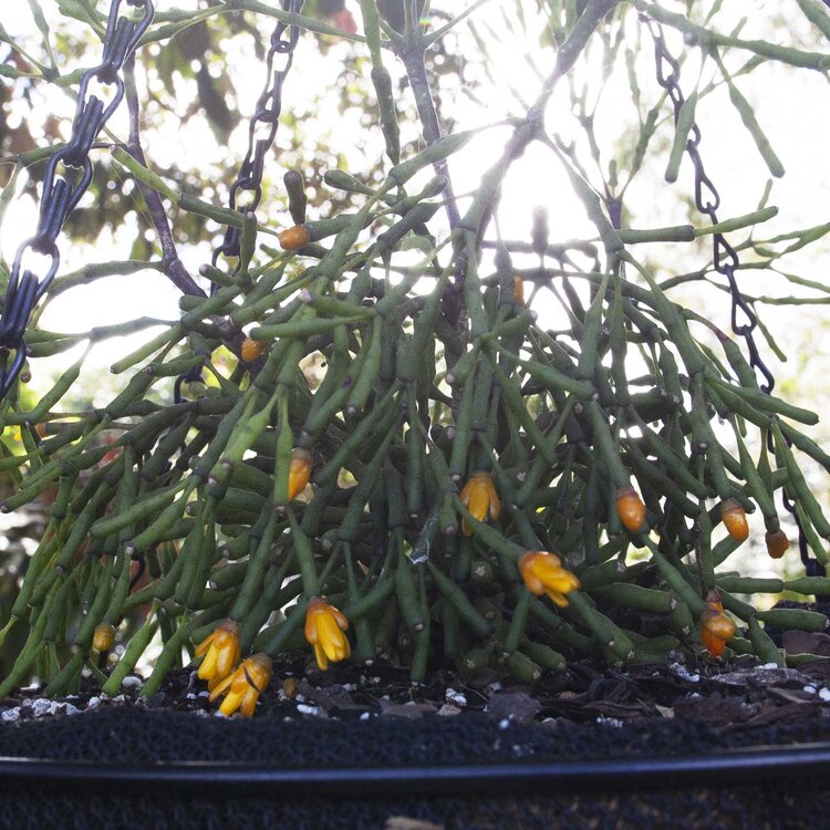 Rhipsalis Hatiora