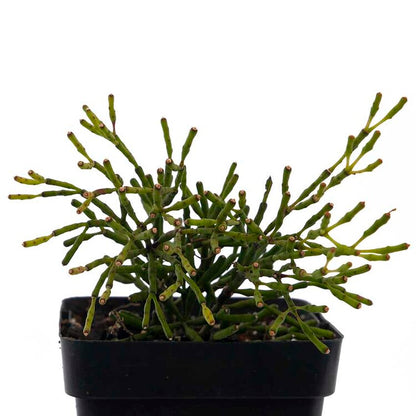 Rhipsalis Hatiora