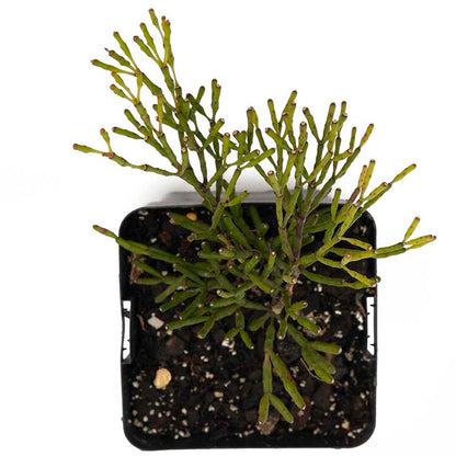 Rhipsalis Hatiora