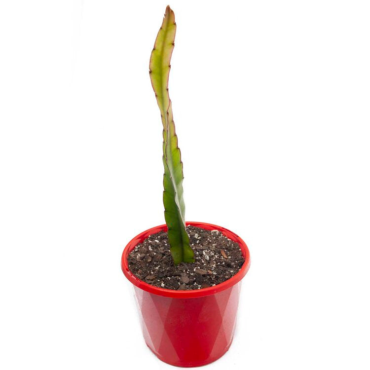 Rhipsalis Lepismium Cruciforme Spiralis – Succulents World