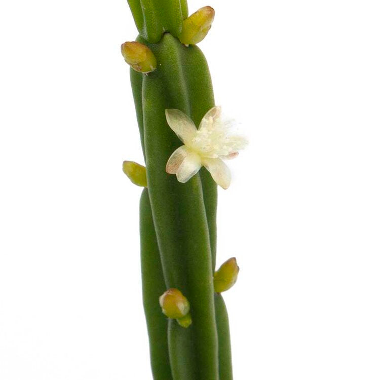 Rhipsalis Licorice