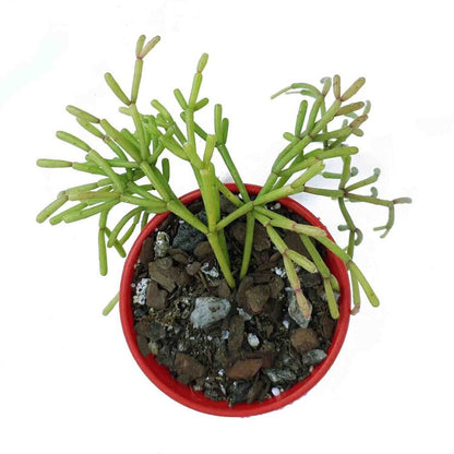 Rhipsalis Floccosa