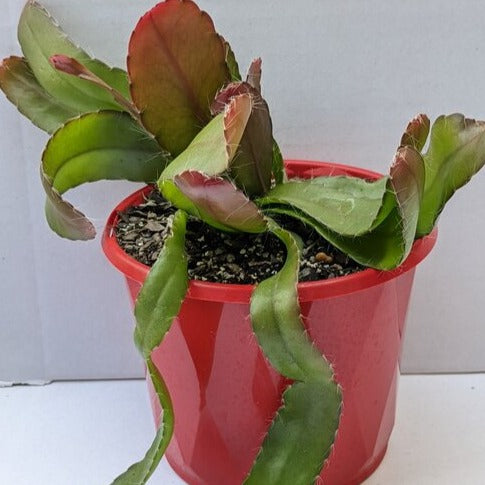 Rhipsalis ramulosa ‘Red Coral’ | Buy Hanging Succulent Online in ...