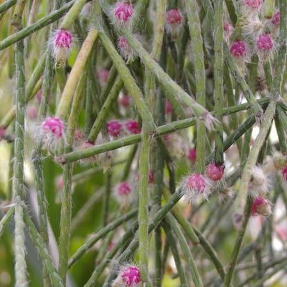 Rhipsalis Pilocarpus