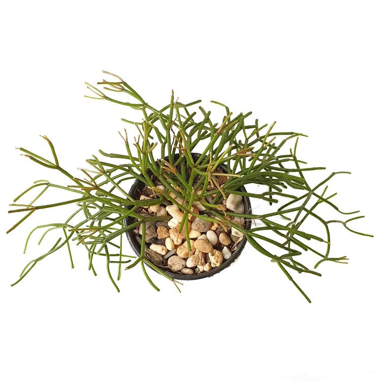 Rhipsalis Floccosa