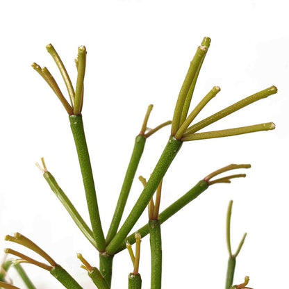 Rhipsalis Floccosa