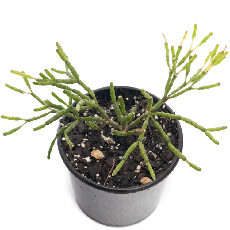 Rhipsalis Hatiora