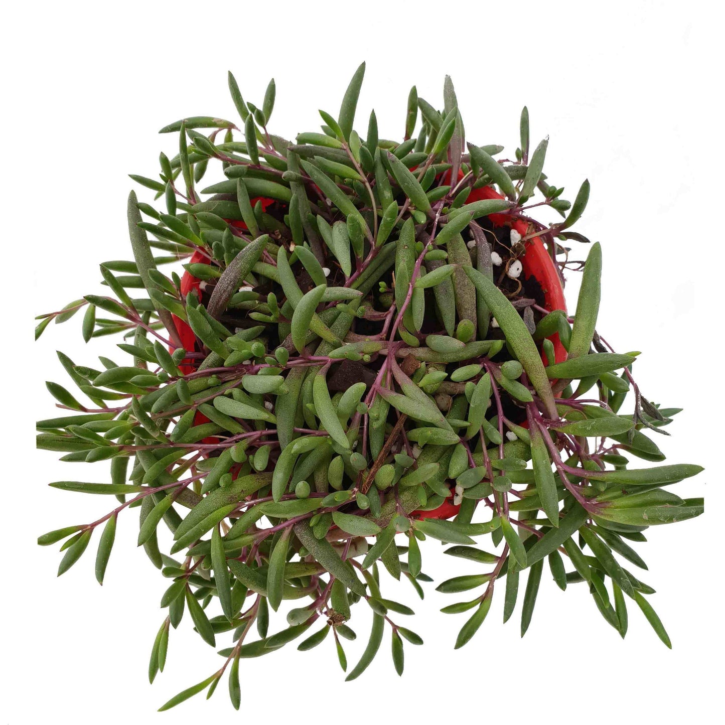 Ruby Necklace-Othonna Capensis