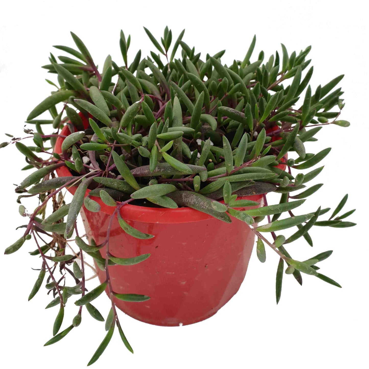 Ruby Necklace-Othonna Capensis