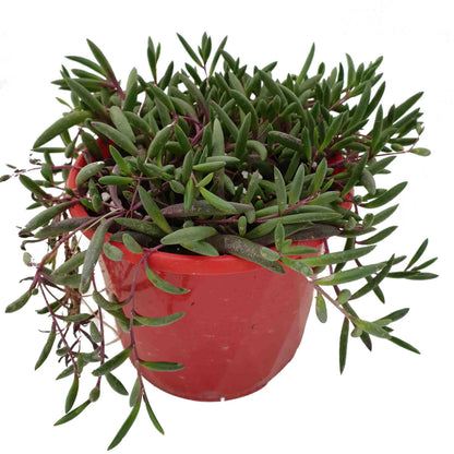 Ruby Necklace-Othonna Capensis