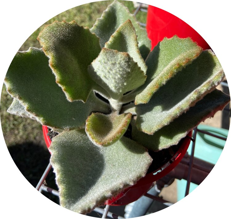 Kalanchoe Beharensis Silver Lining