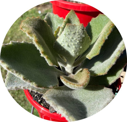 Kalanchoe Beharensis Silver Lining