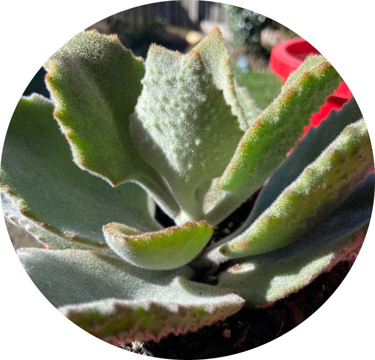 Kalanchoe Beharensis Silver Lining