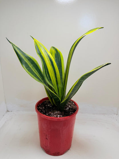 Buy Sansevieria Golden Flame | Easy Care Houseplant Succulents World