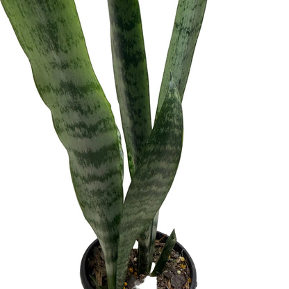Easy care indoor Snake Plant suitable for Australian homes.