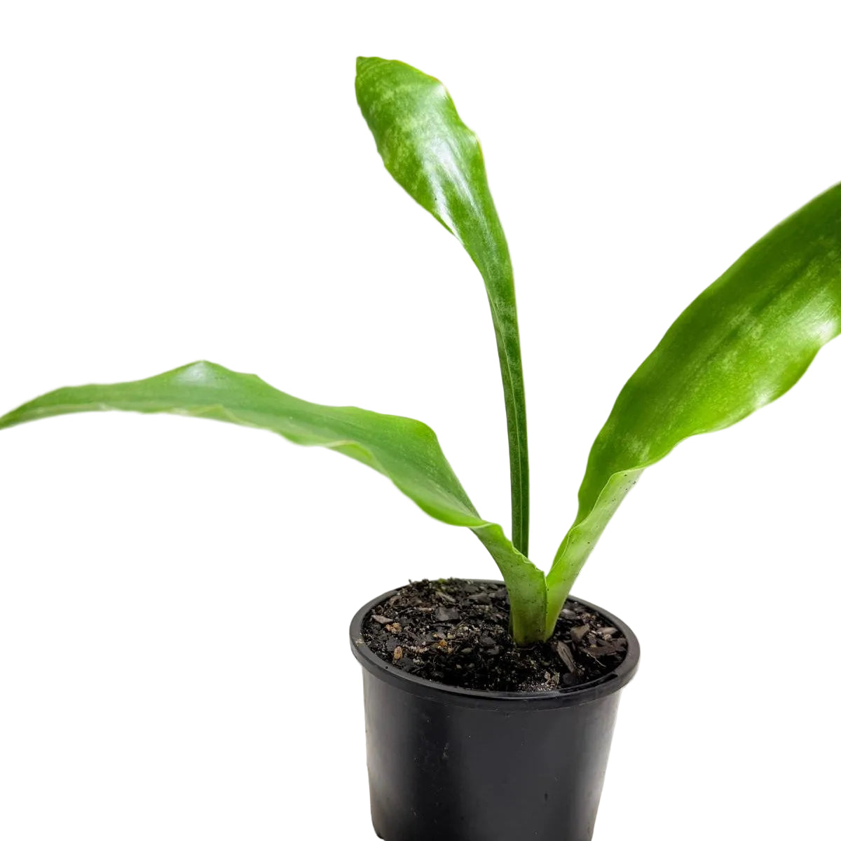 Upright green foliage of a Sansevieria Zeylanica indoor plant.