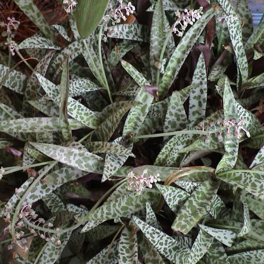 Scilla Violacea