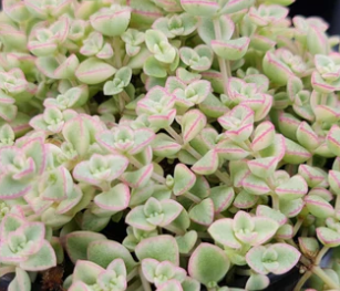 Sedum Variegated ‘Frosty’ – ‘Little Missy’ | Compact Trailing Groundcover Succulent (Wholesale)