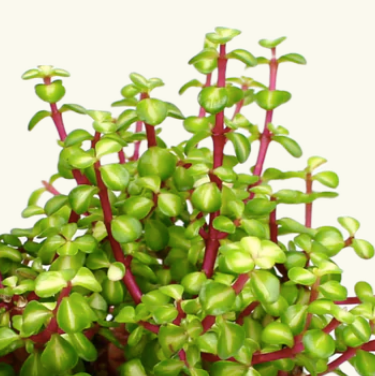 Portulacaria Jade Plant
