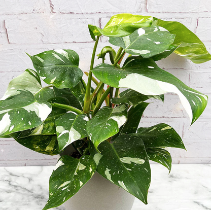 Philodendron White Princess