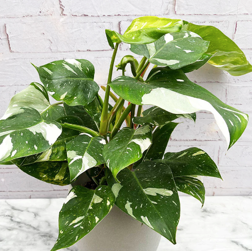 Philodendron White Princess