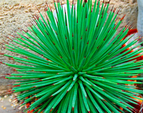 Agave Stricta Nana