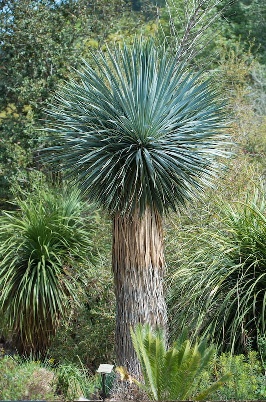 Yucca Rostrata