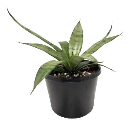Sansevieria Silver Prices –130mm |  Upright Silver-Green Snake Plant Succulents World
