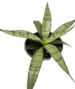 Sansevieria Silver Prices –130mm |  Upright Silver-Green Snake Plant Succulents World