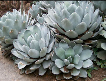 Agave parryi ‘Truncata’ My Store