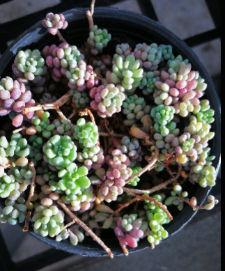 Sedum Dasyphyllum- Lilac Mound My Store
