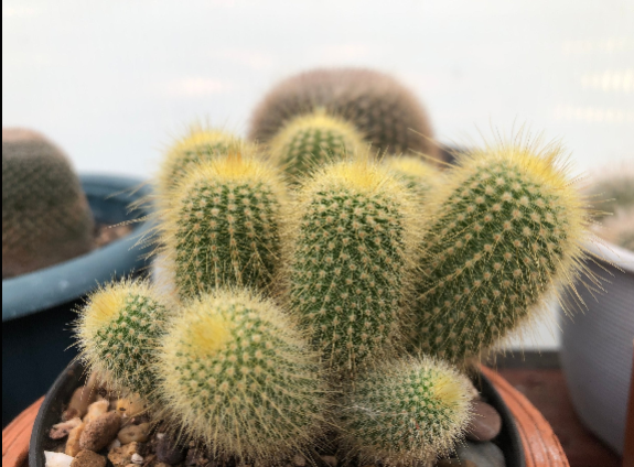 Cacti- Parodia 'Golden Ball Cactus' My Store