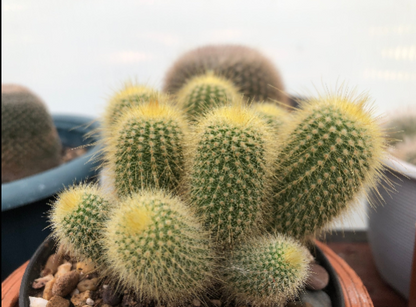Cacti- Parodia 'Golden Ball Cactus' My Store