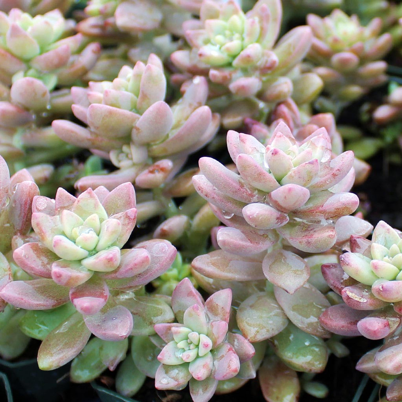 Sedeveria Pink Granite – Succulents World