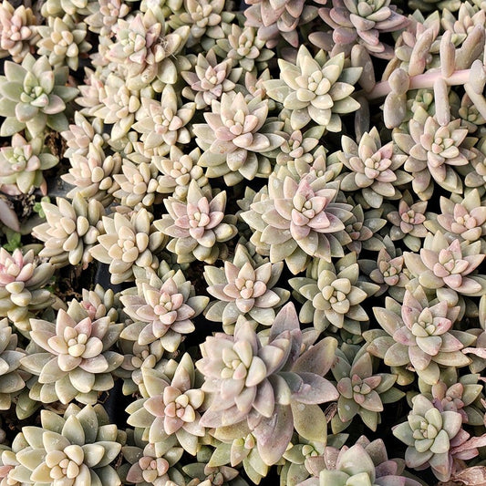 Sedeveria Pink Granite 80mm