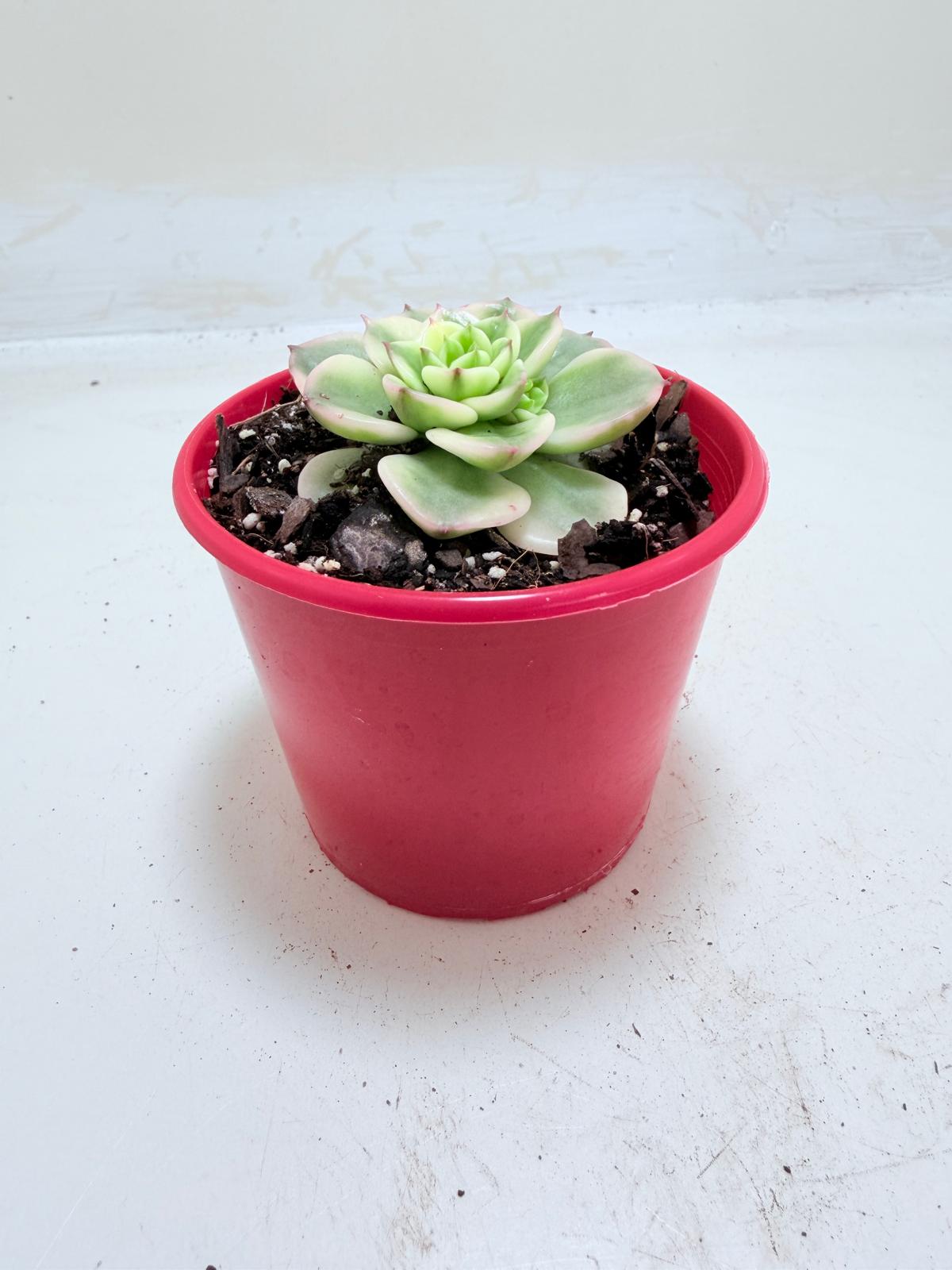 Beautiful variegated succulent perfect for succulent collections.