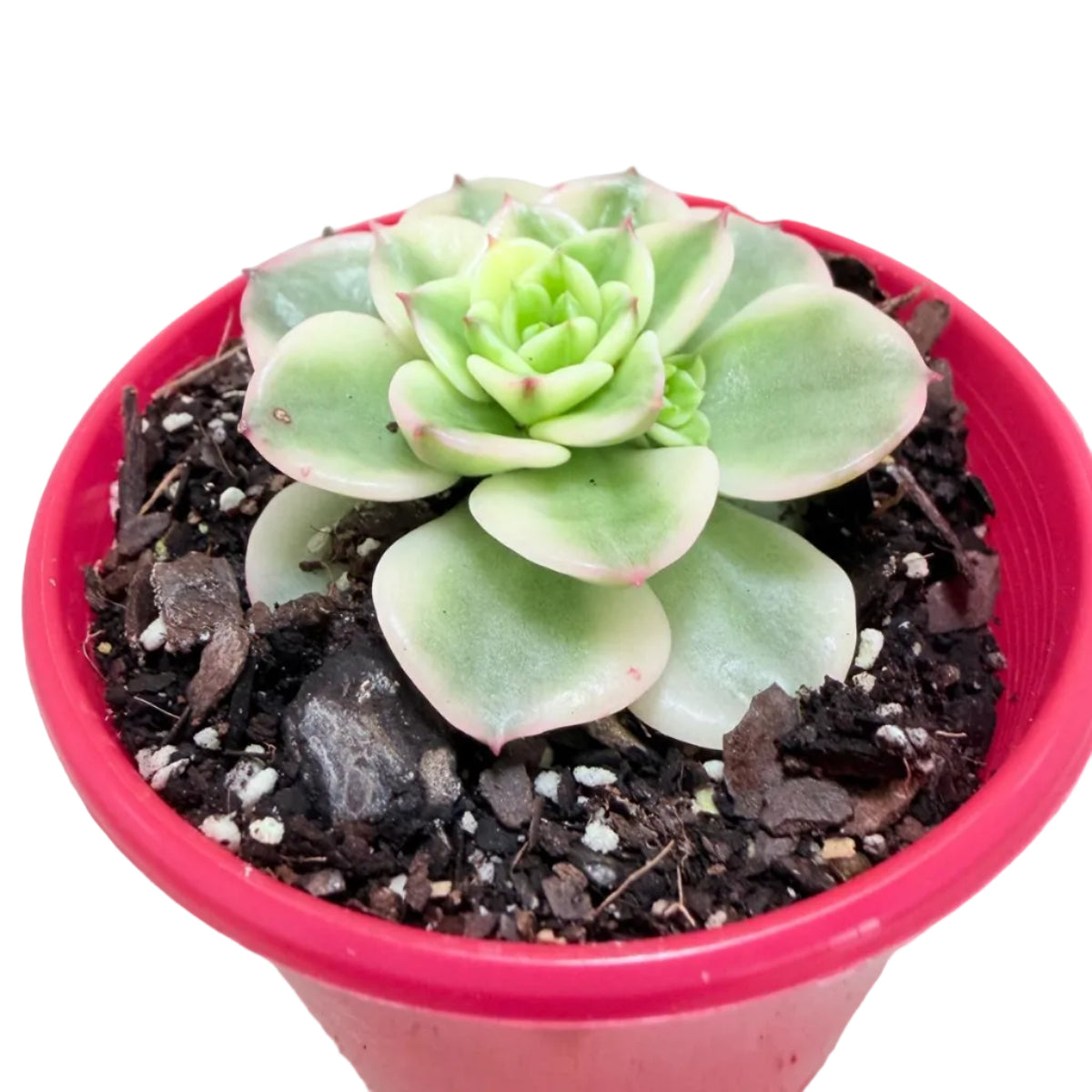 Sedeveria Rolly Variegated succulent with colourful compact rosette in an 80mm pot.