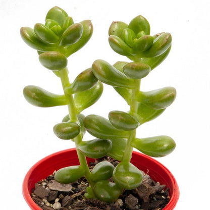 Sedum Lucidium Giant Jelly Bean