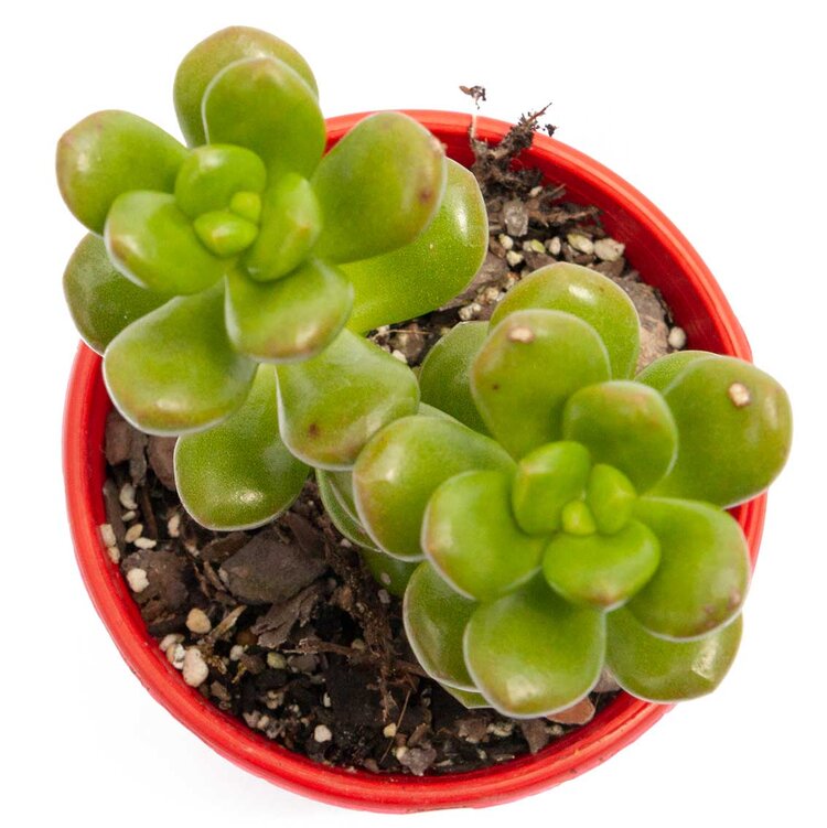 Sedum Lucidium Giant Jelly Bean