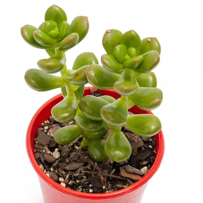 Sedum Lucidium Giant Jelly Bean