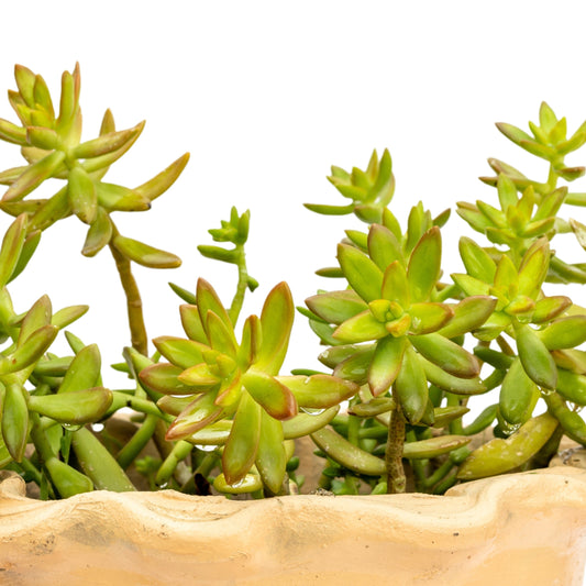 Sedum Adolphi- Cutting/Potted