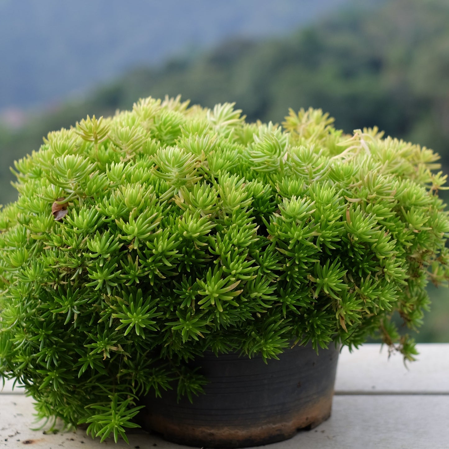 Sedum Angelina Gold Mound